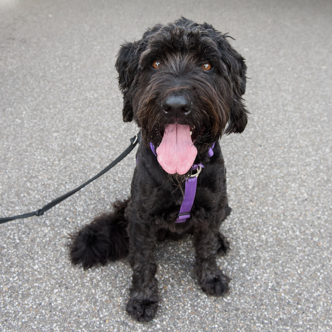 Met zacht daglicht zoals hier in de schaduw is de foto van de zwarte hond veel beter gelukt.