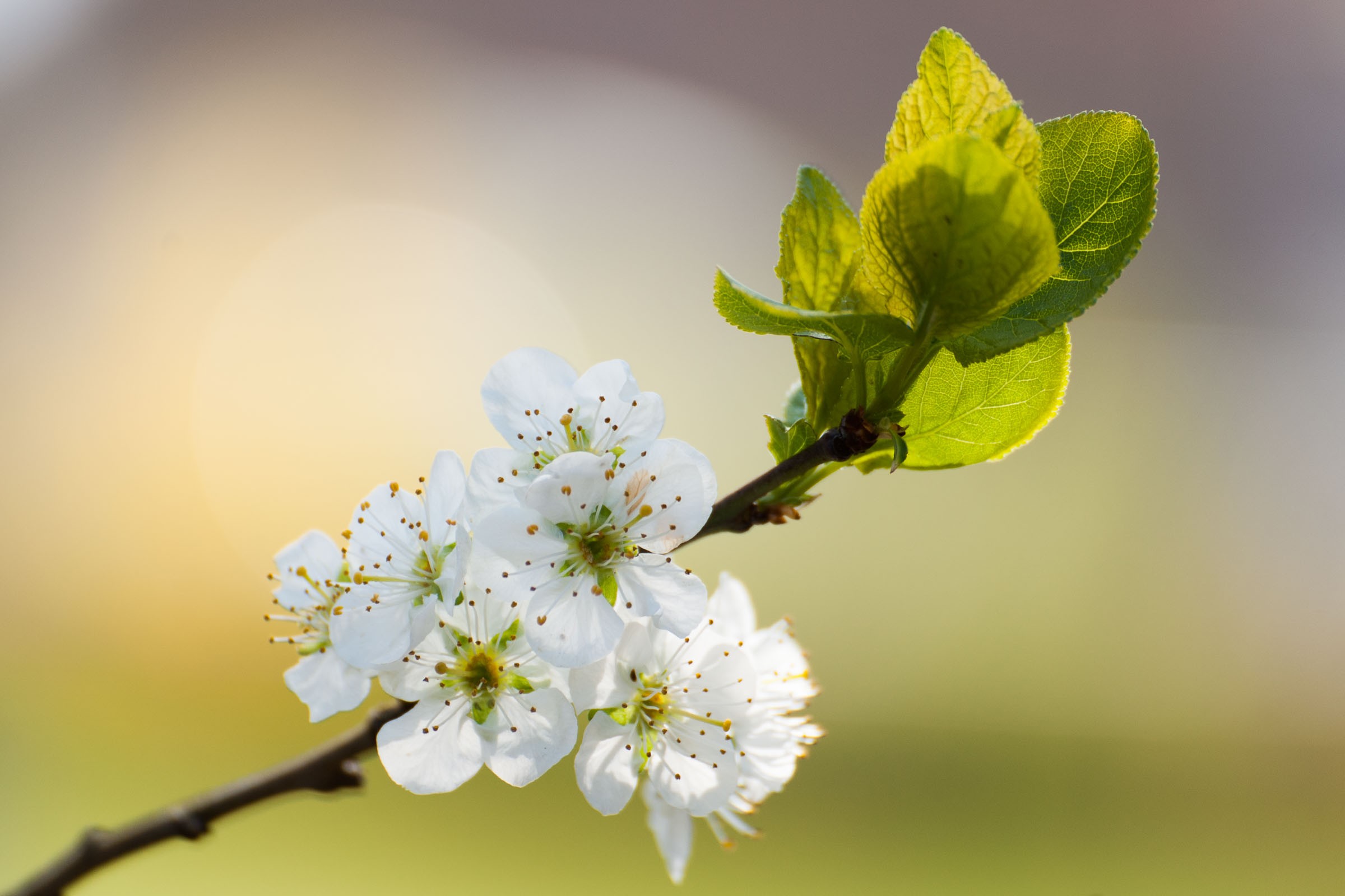 Bloesem fotograferen in het zonnetje