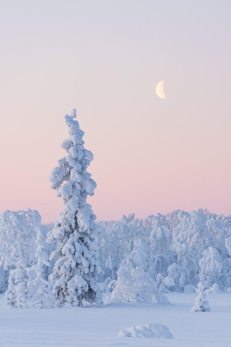 Maan boven besneeuwd Lapland. De lucht is roze, de zon komt bijna op