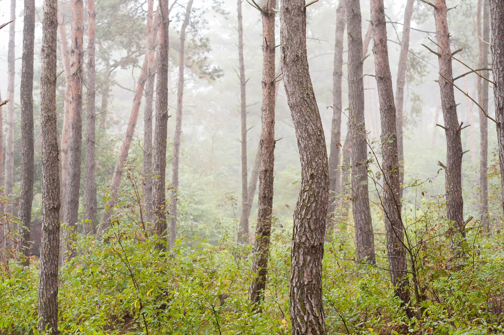 Mist fotograferen in het bos