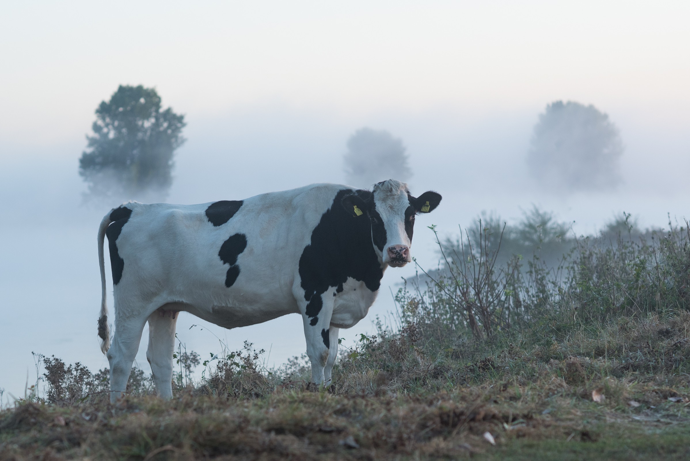 Boehoee. Door de mistige achtergrond komt de koe goed naar voren.