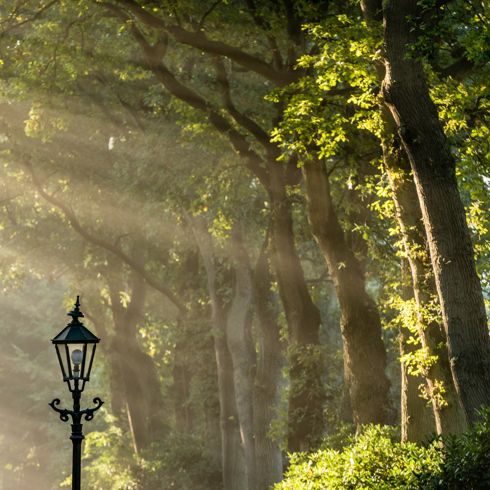Het zonlicht komt hier van opzij.