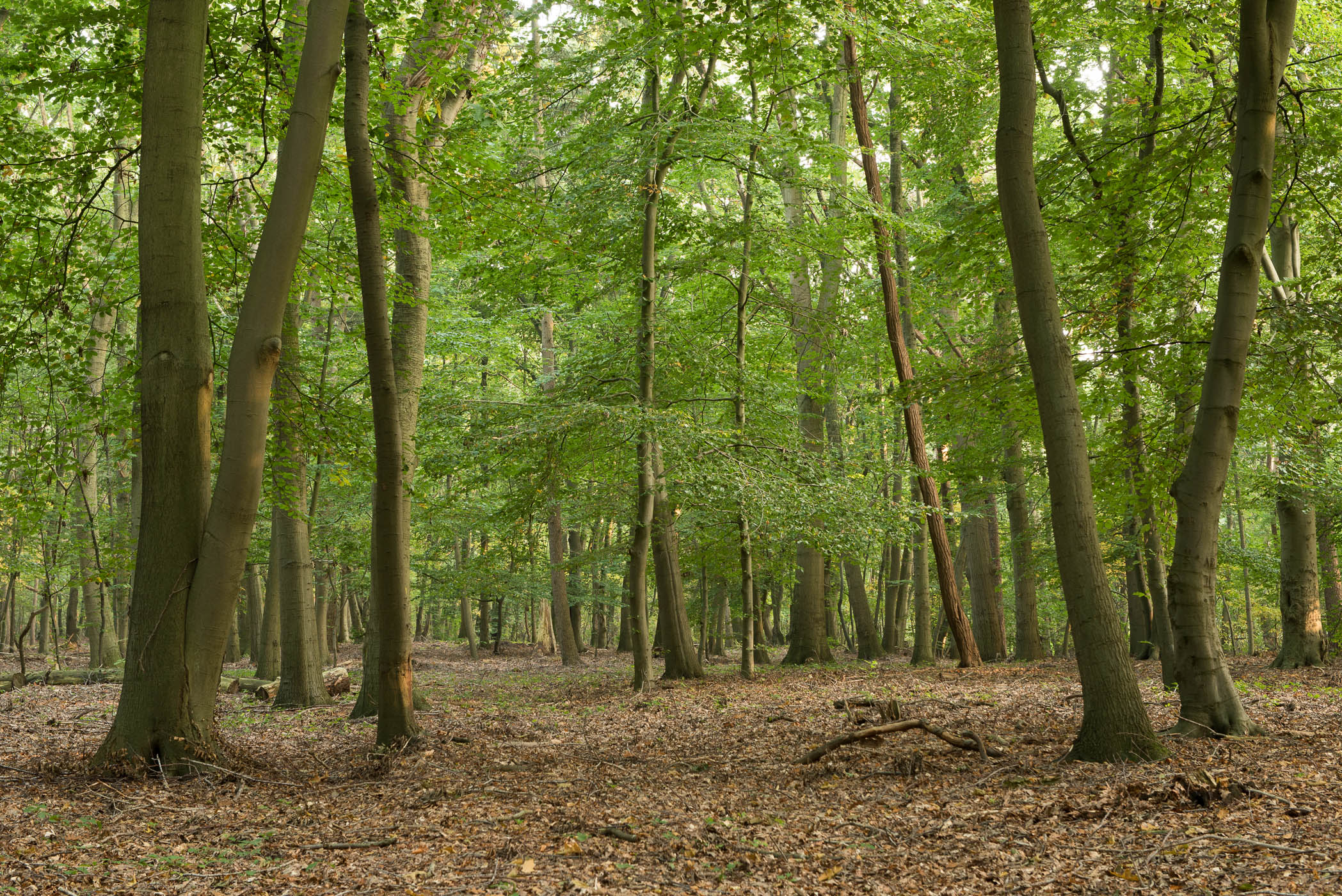 Mist fotograferen in het bos