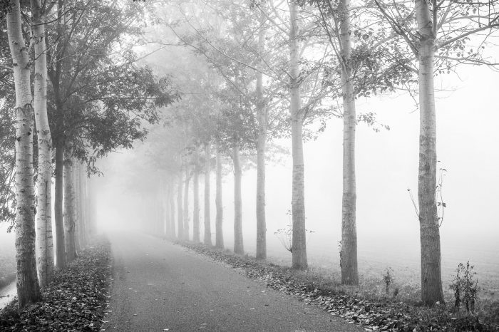 De mist benadrukt de diepte in de foto, doordat de bomen telkens op een grotere afstand van de camera staan