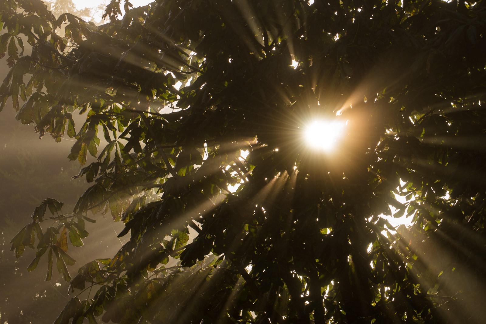 Voor het fotograferen van lichtstralen hoeft de mist niet heel dik te zijn