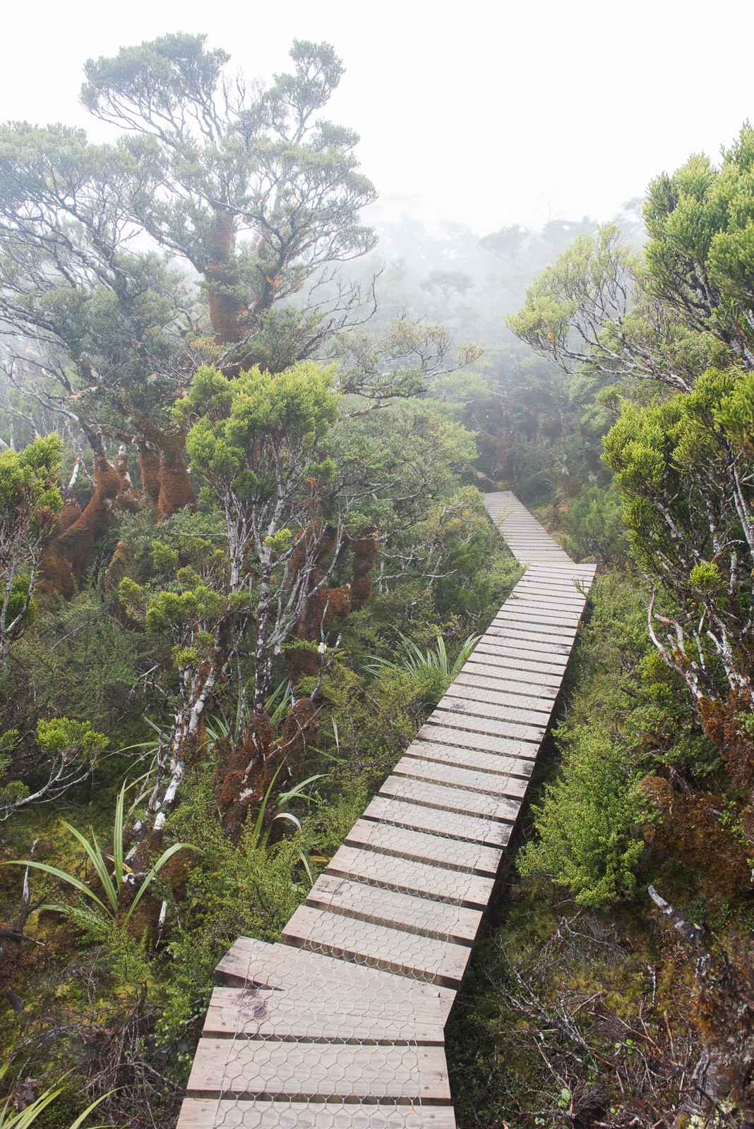 Wandeling in Fjordland, Nieuw-Zeeland.