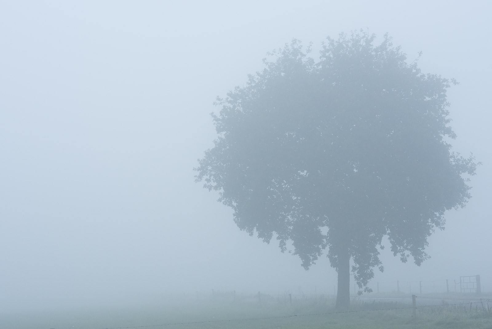 De camera kan moeite hebben met het scherpstellen bij mistfoto's. Zet hier het scherpstelpunt op de rand van de boom. Lukt het de camera nog steeds niet? Kies dan voor manuele scherpstelling.
