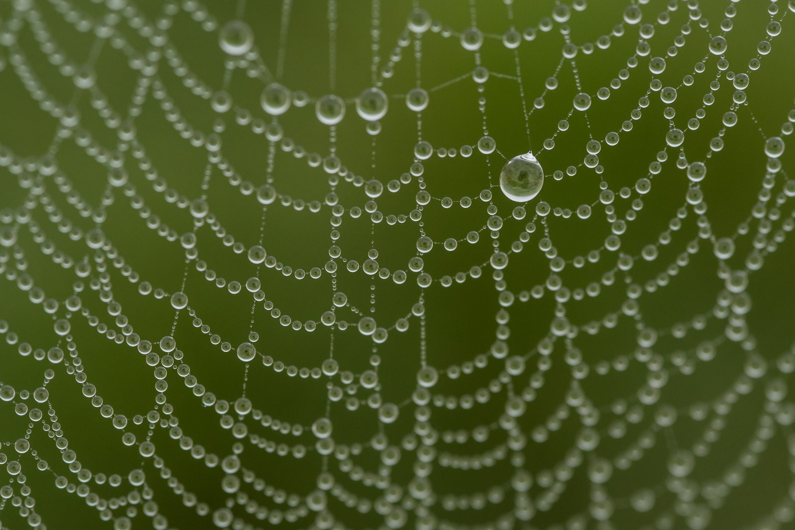 Hetzelfde spinnenweb, maar nu gefotografeerd vanuit een hoger standpunt. Het gras zorgt voor een donkere groene achtergrond waarbij de druppels beter opvallen.