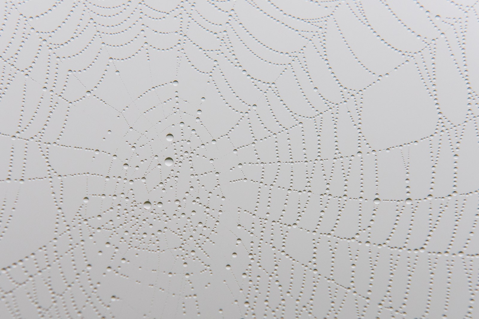 Door het lage standpunt geeft de mistige lucht een lichtgrijze achtergrond.