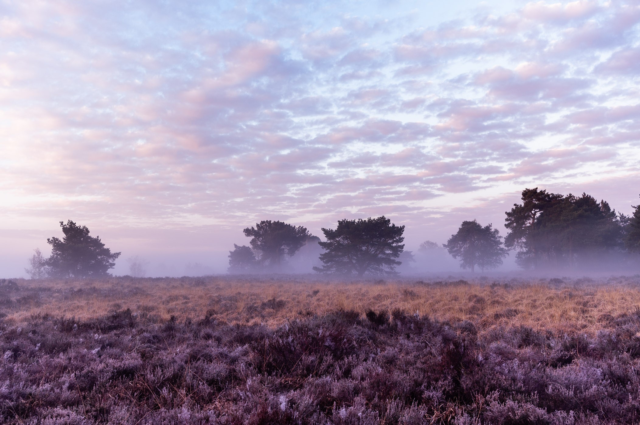 Heidelandschap met bomen in de mist, voor zonsopkomst gefotografeerd
