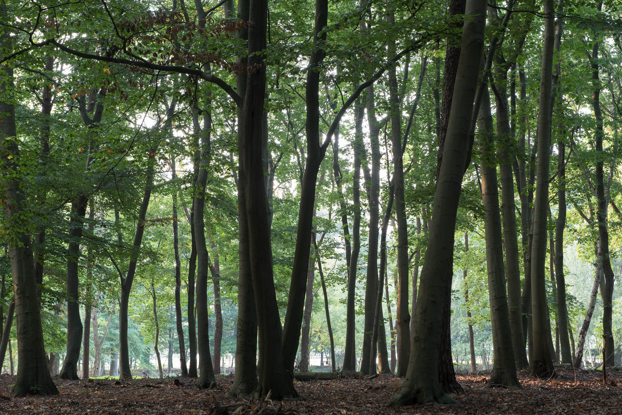Mist fotograferen in het bos