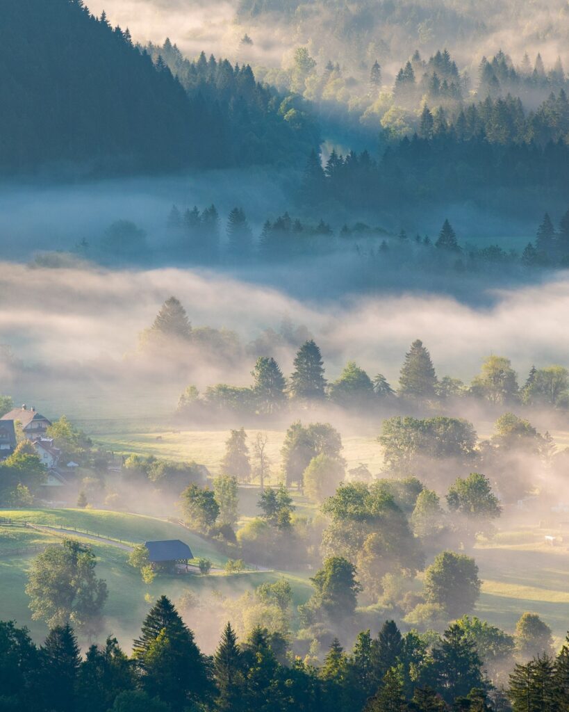 Bomen en weiland in de mist, tussen de heuvels.