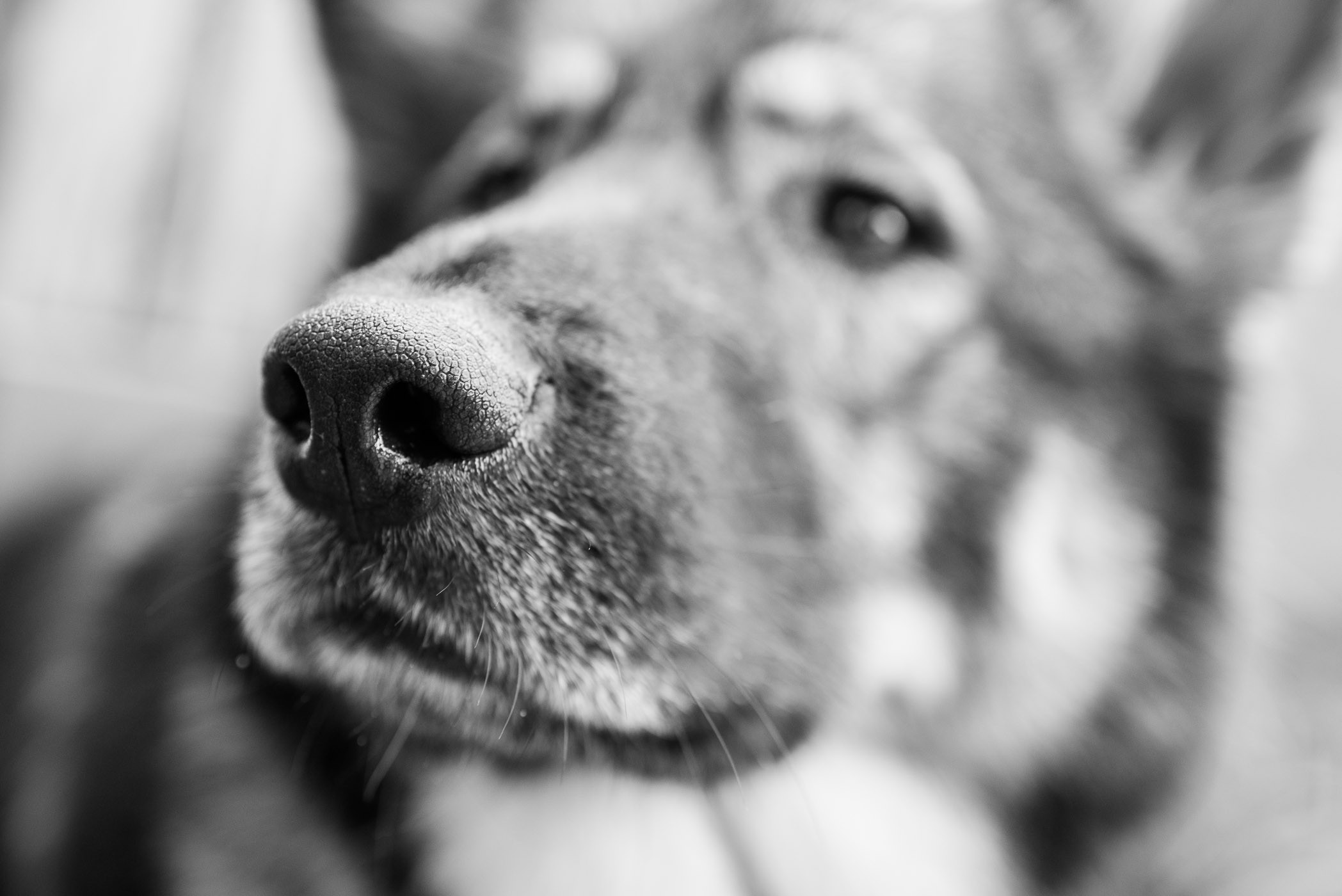 Scherpstellen op neus hond