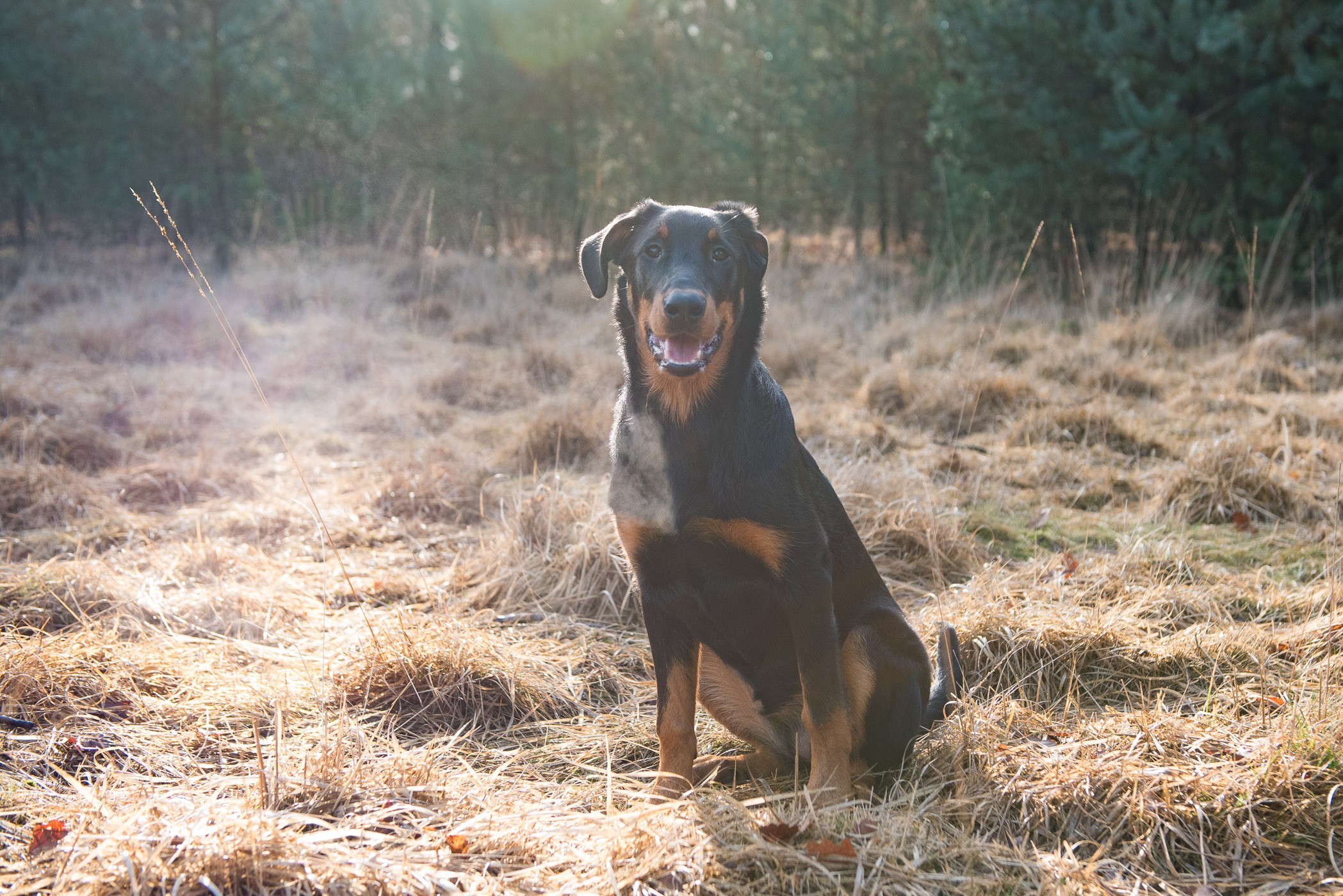 Nevel verwijderen bij tegenlicht (JJ)