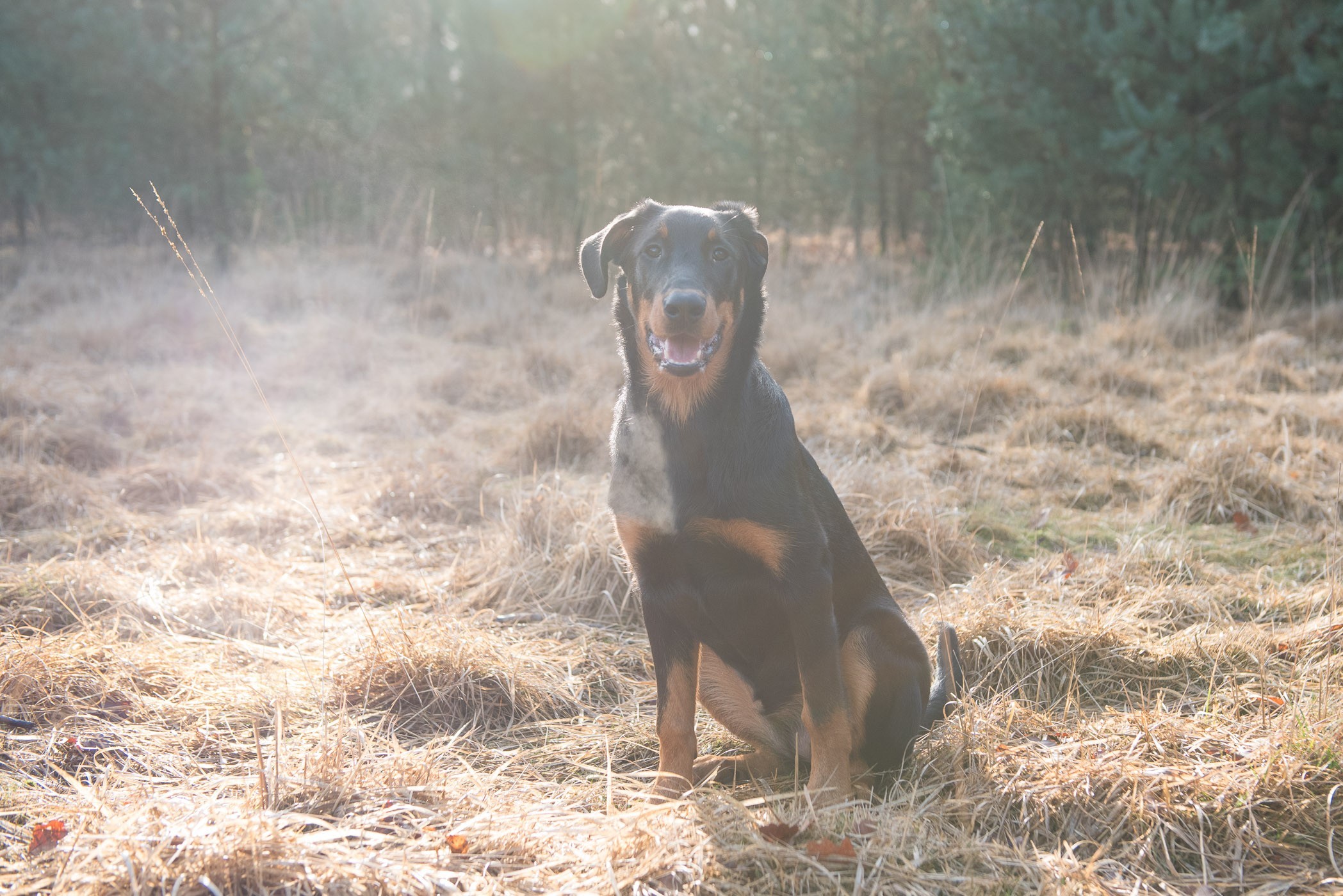 Nevel verwijderen bij tegenlicht