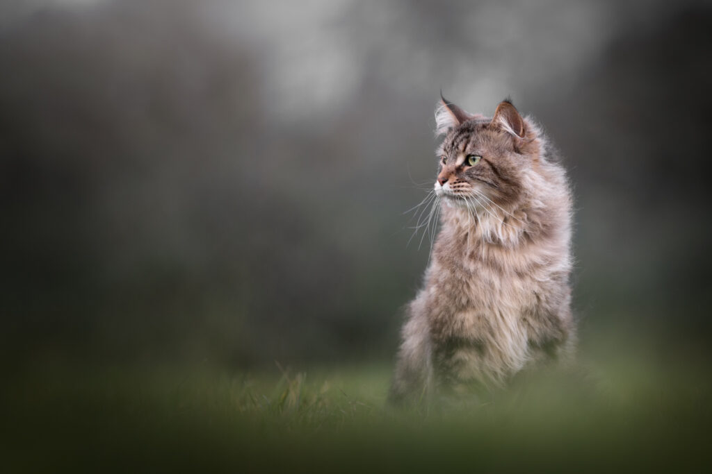 Noel Lakeman-Strijdonk