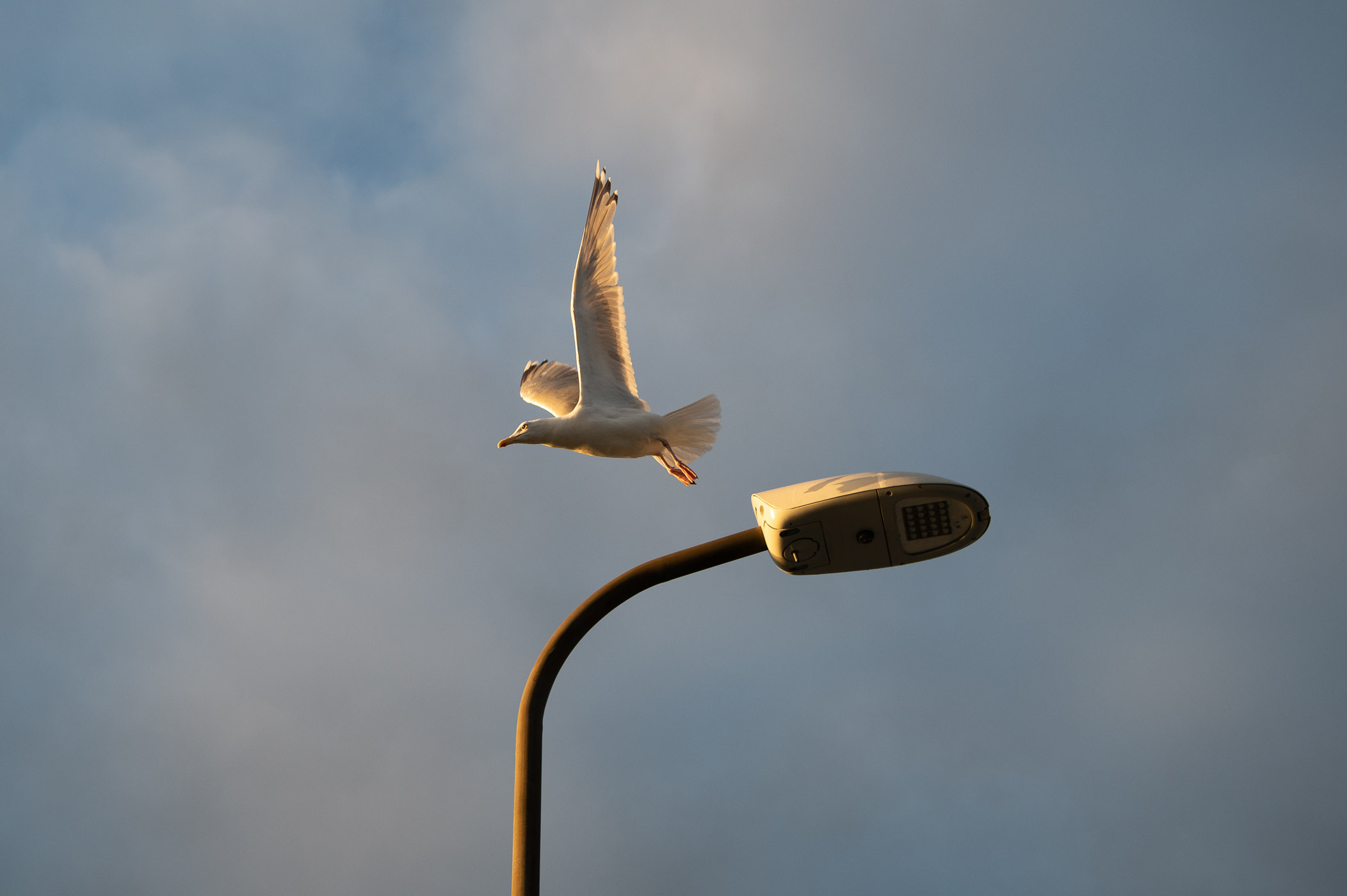 De camera hield ik een tijdje in de aanslag, wachtend op het moment dat de meeuw zou wegvliegen.