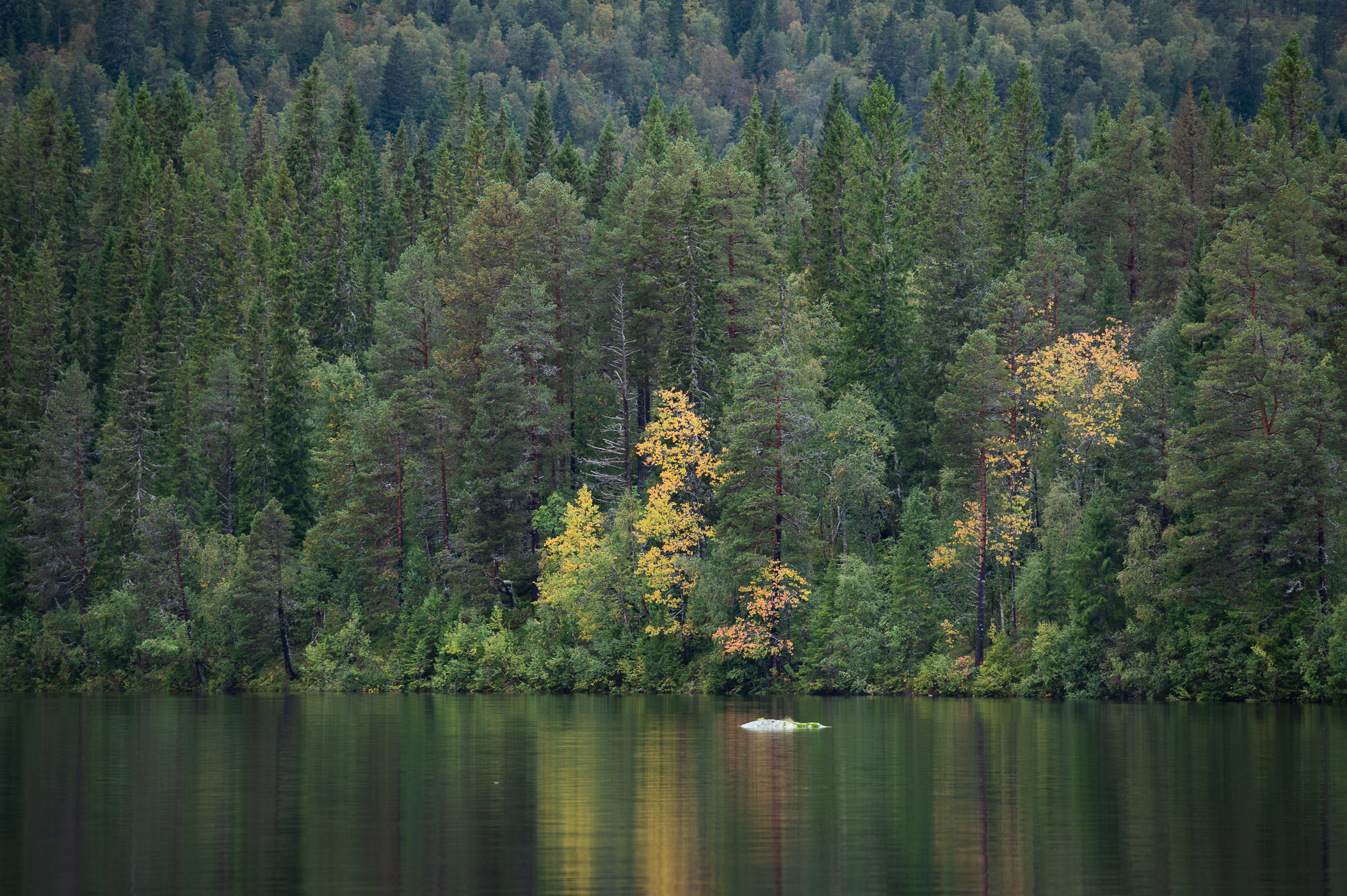 Bomen aan het water, zonder lucht gefotografeerd