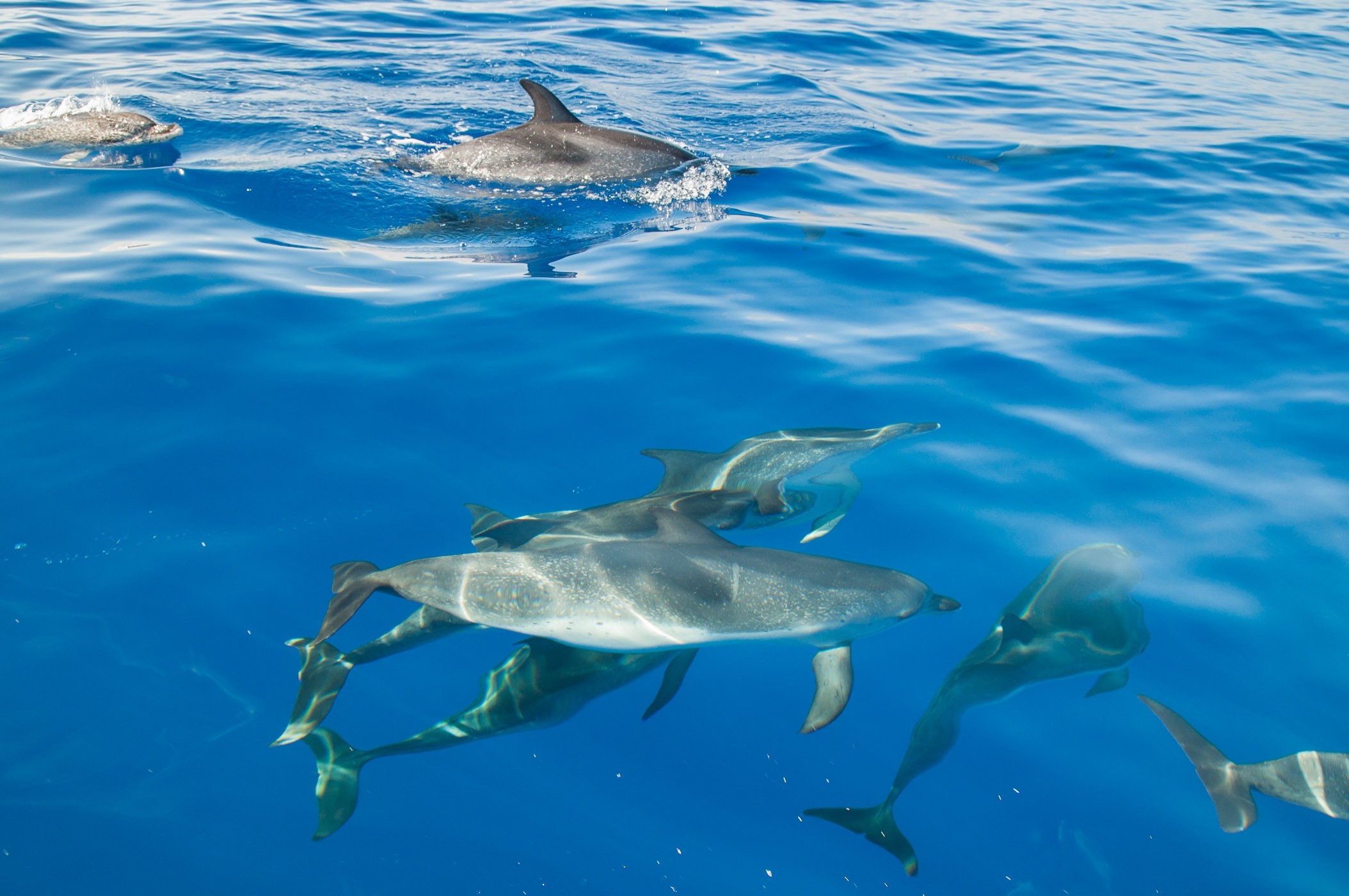 Het water was super helder en de zon stond precies goed, waardoor je de dolfijnen onderwater goed zag. Heb je last van reflecties? Dan kan een polarisatiefilter goed helpen!