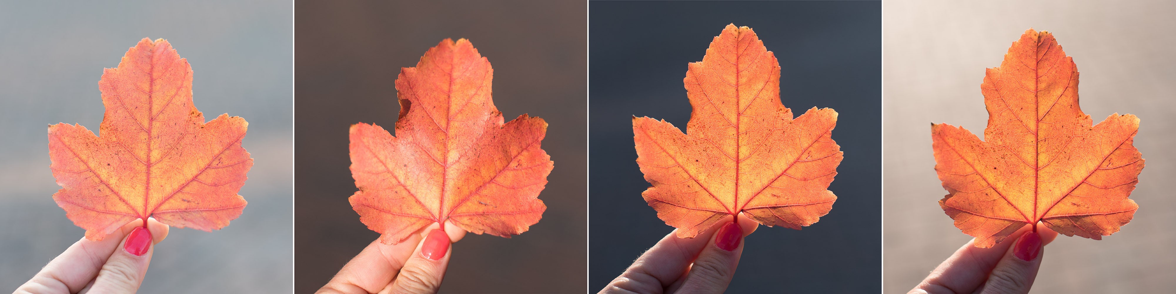 Oranje herfstbladeren