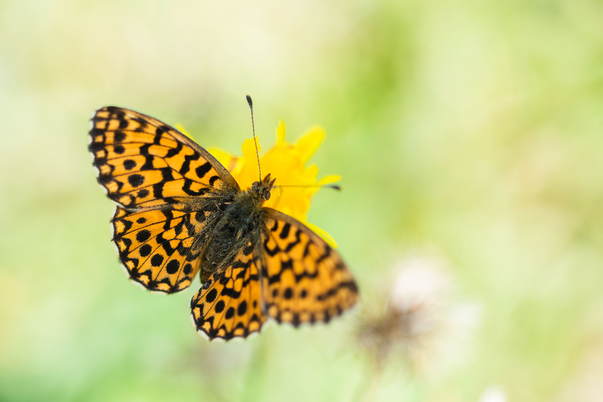 Paarse parelmoervlinder (die oranje is)