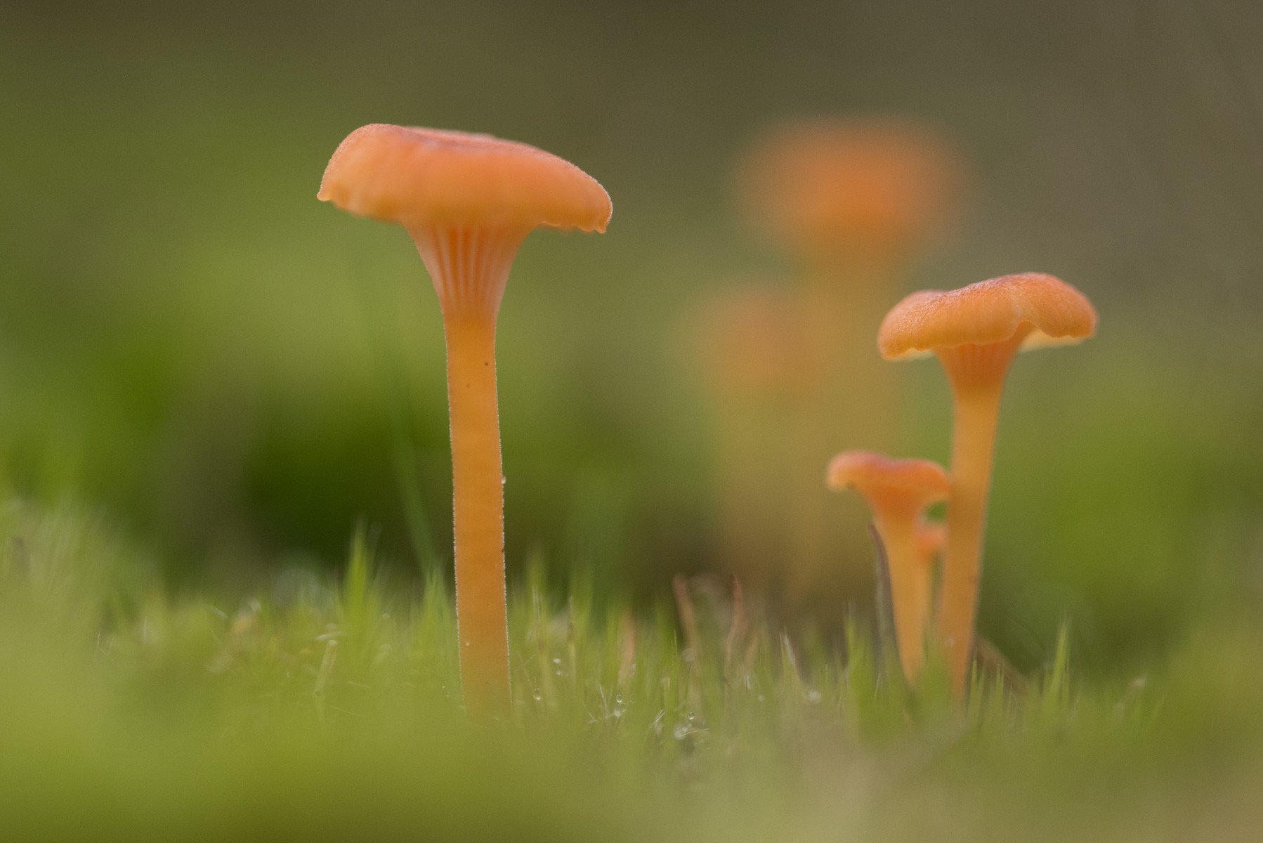 Kleine oranje paddestoelen in het groen