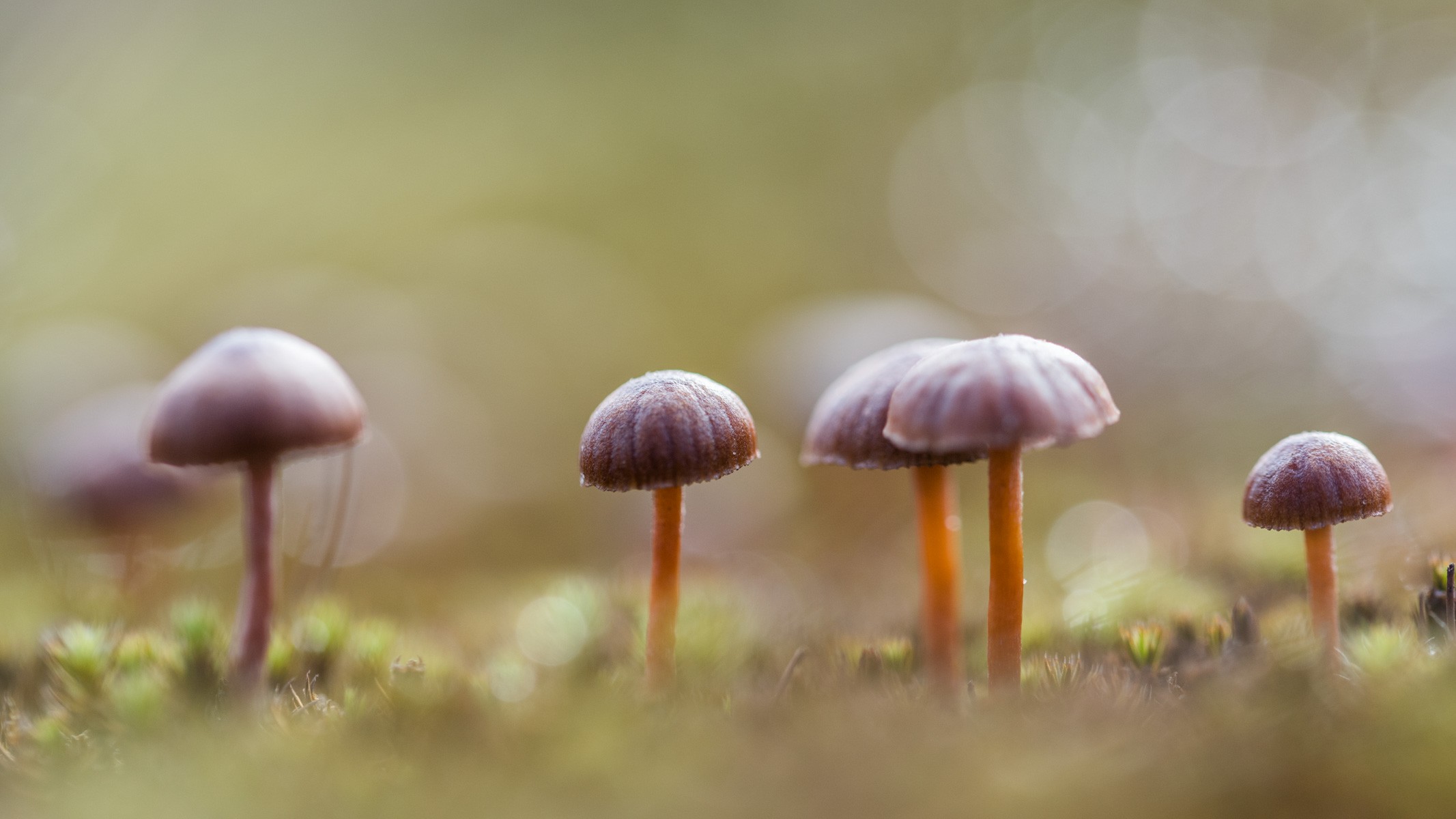 Kleine paddestoelen met een paarse hoed.