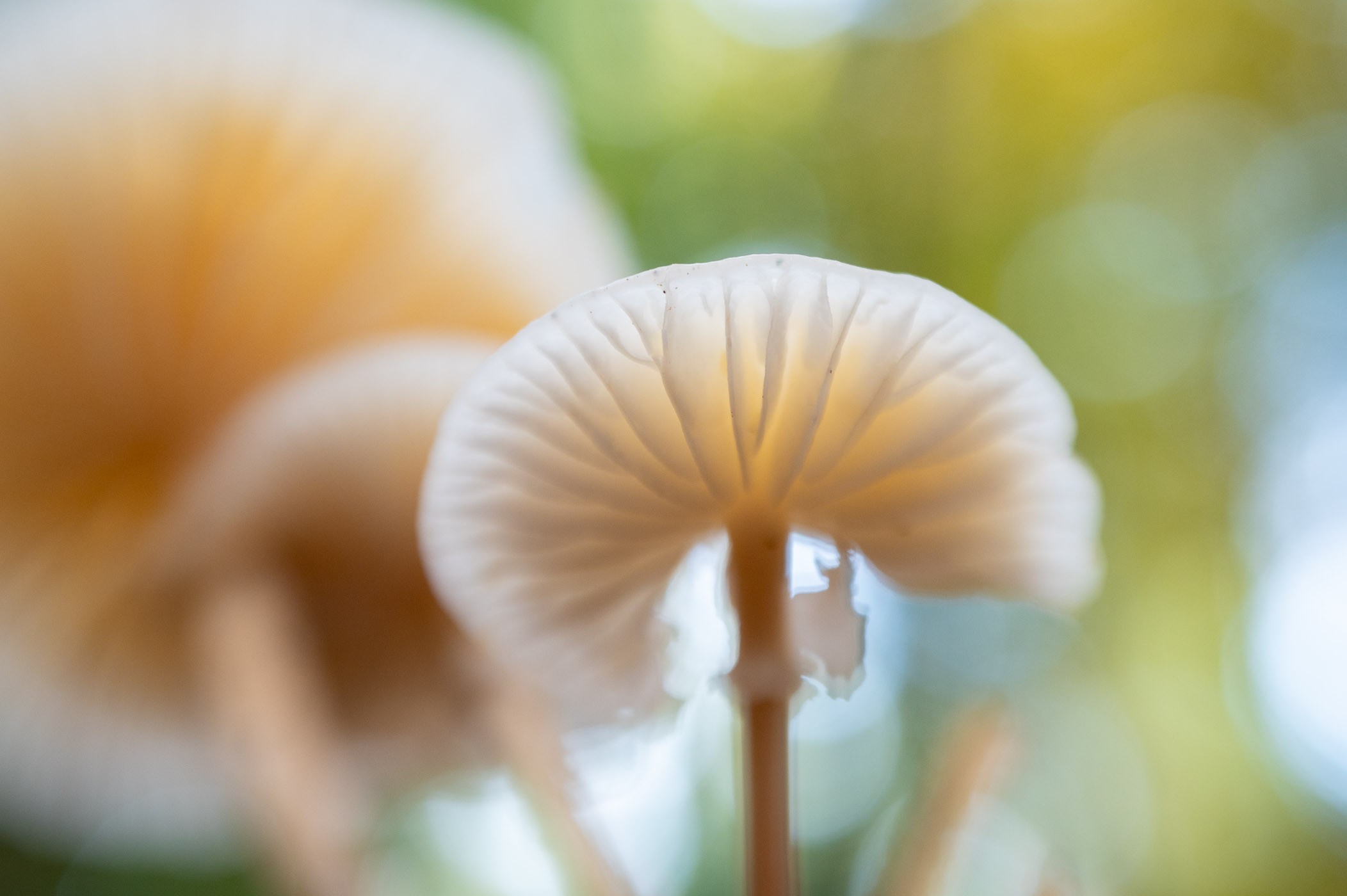 Close-up van een porseleinzwam