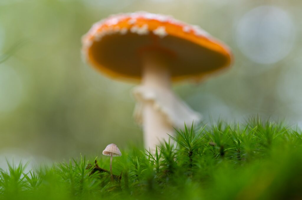 Kleine en grote paddestoelen bij elkaar