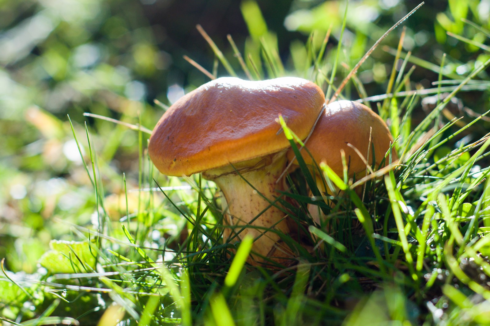 Door het tegenlicht is de voorkant van de grootste paddestoel ietswat donker.