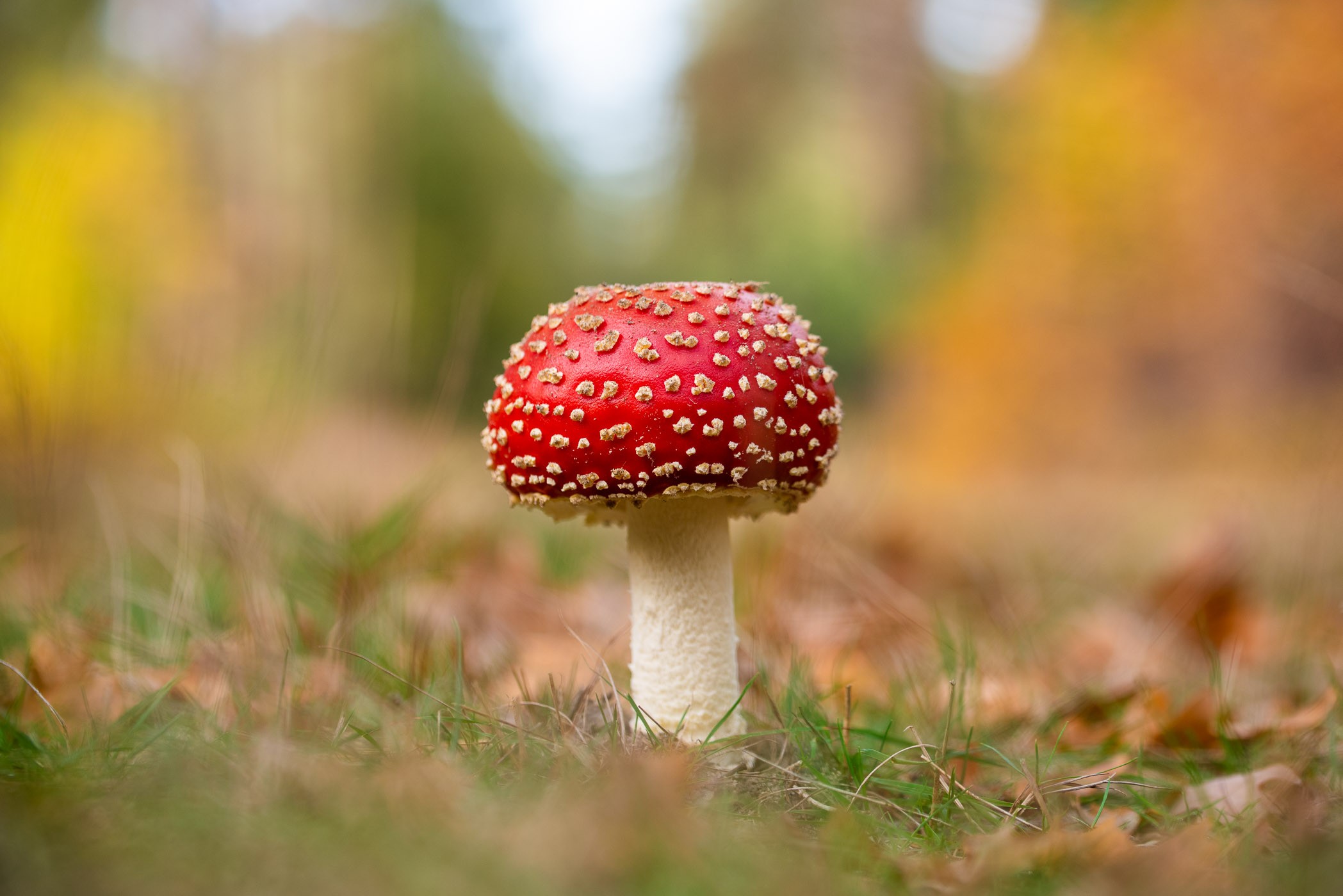Vliegenzwam: rood met witte stippen