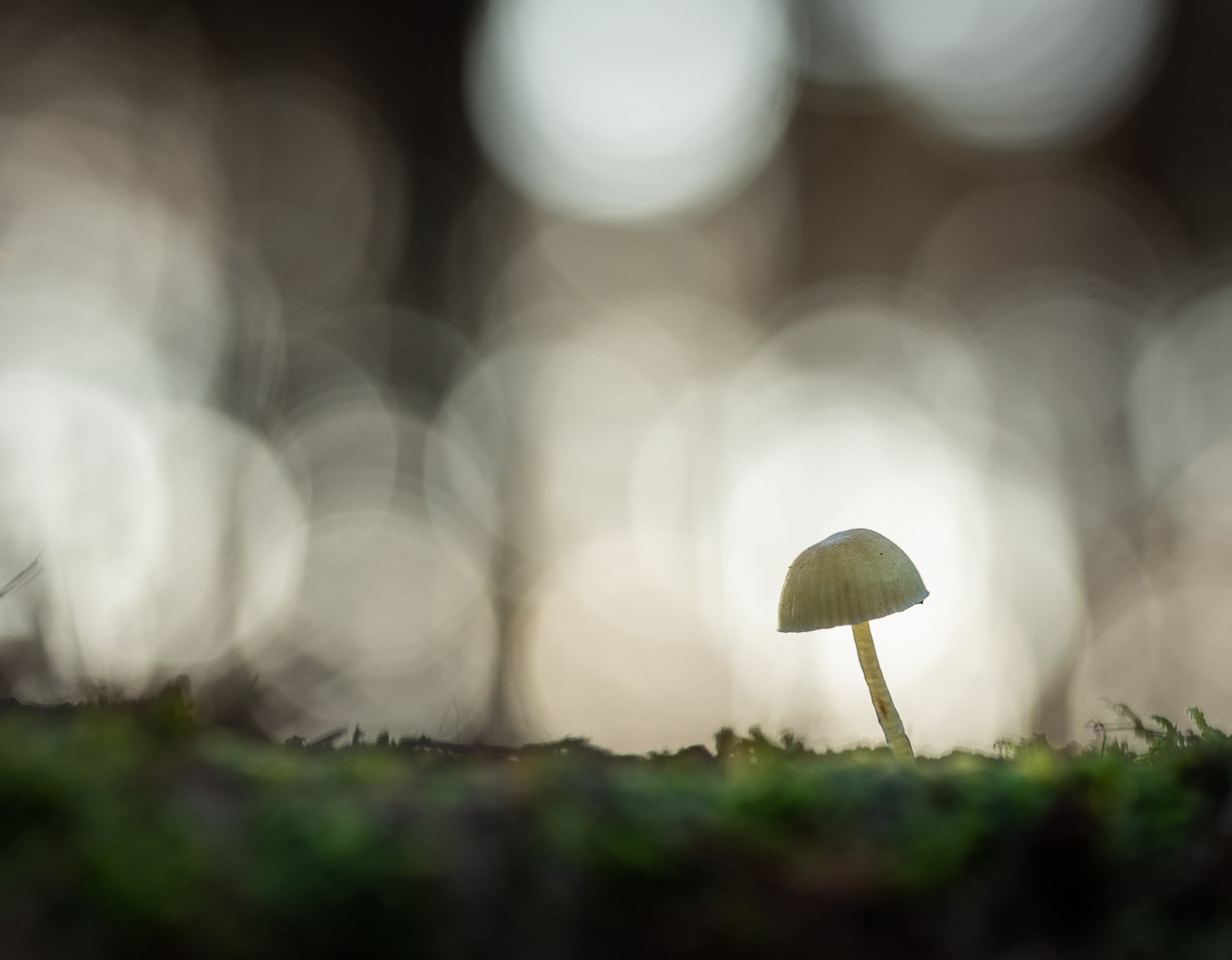 Kleine paddestoel met bokehbollen erachter