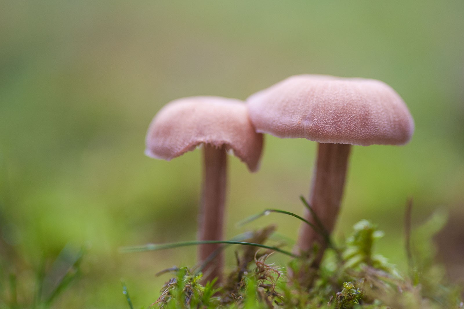 Paddestoelen