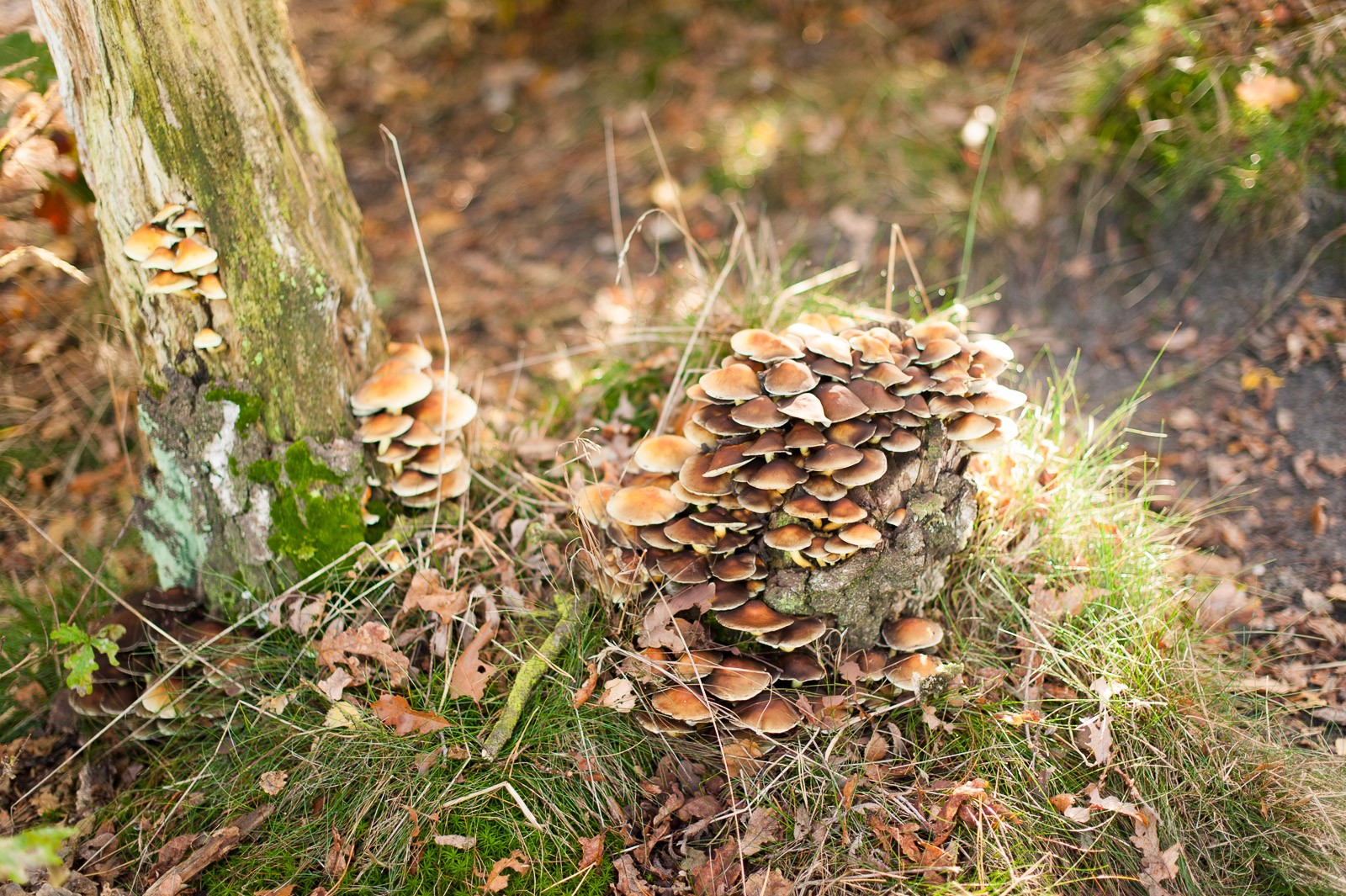 Ook als is er gefotografeerd met een groot diafragma, door het gekozen standpunt is de foto erg druk. De paddestoelen vallen niet goed op.