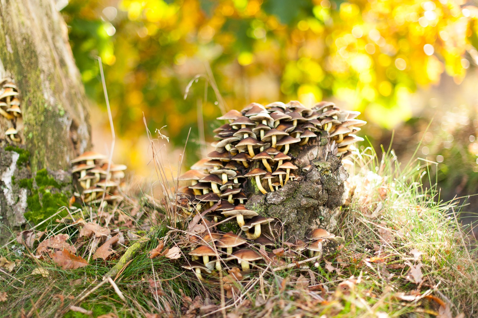 Het lagere standpunt vergroot de afstand tussen de paddestoelen en de achtergrond. Bij hetzelfde diafragma wordt de achtergrond dan waziger. 