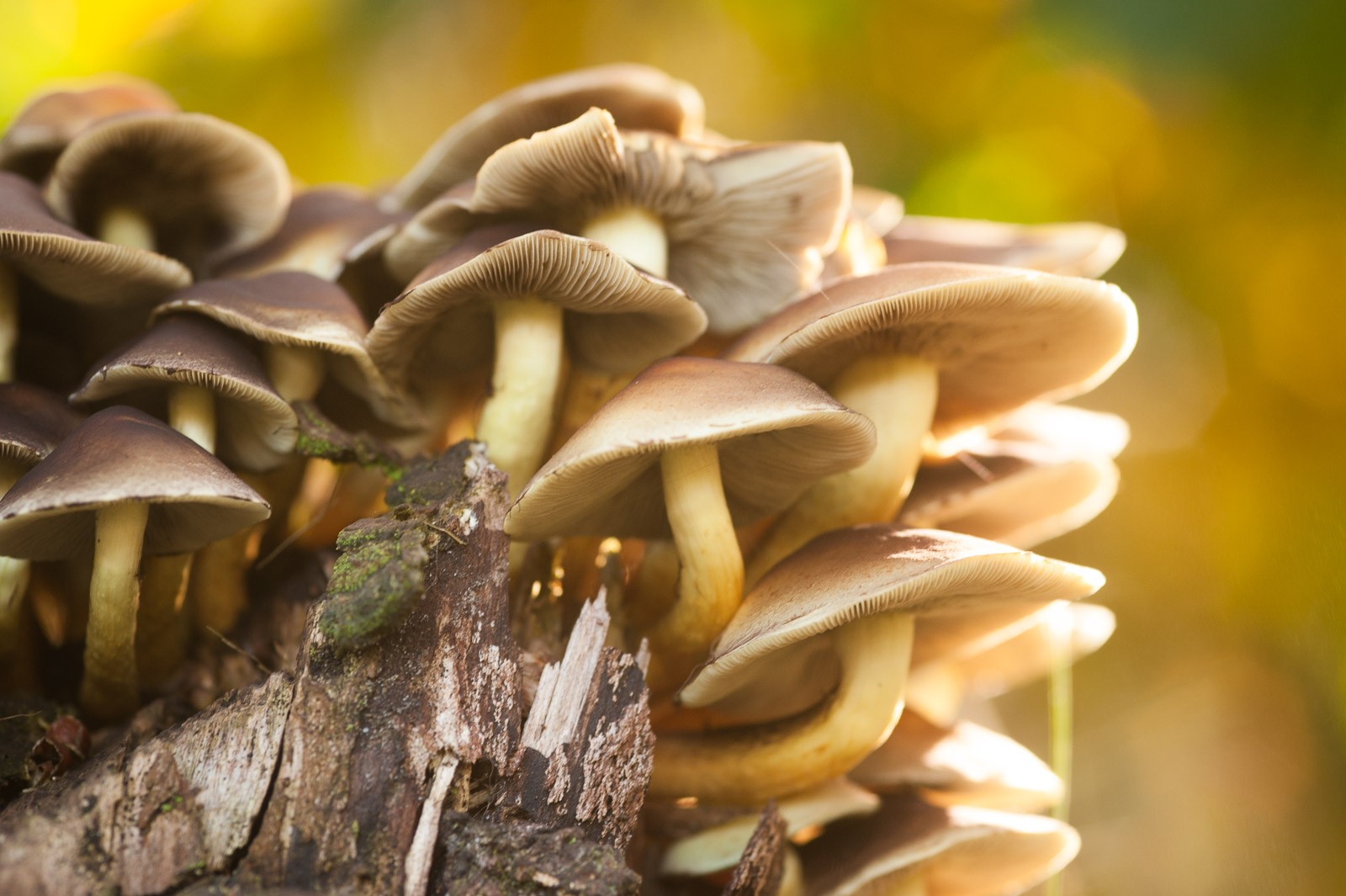 Met een macro-objectief kun je nóg dichterbij komen en de paddestoelen nog gedetailleerder fotograferen