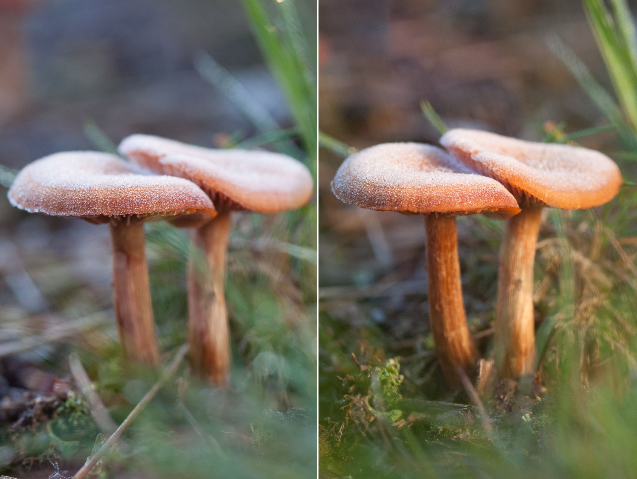 Door het goude reflectiescherm kreeg de foto een hele ander sfeer.