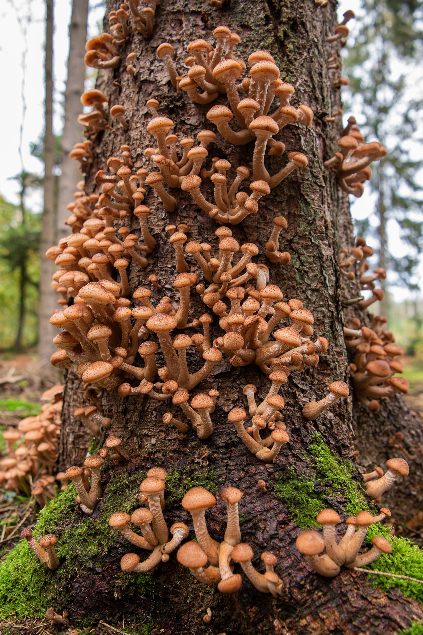 Veel bruine paddestoelen groeiend aan de onderkant van een boom