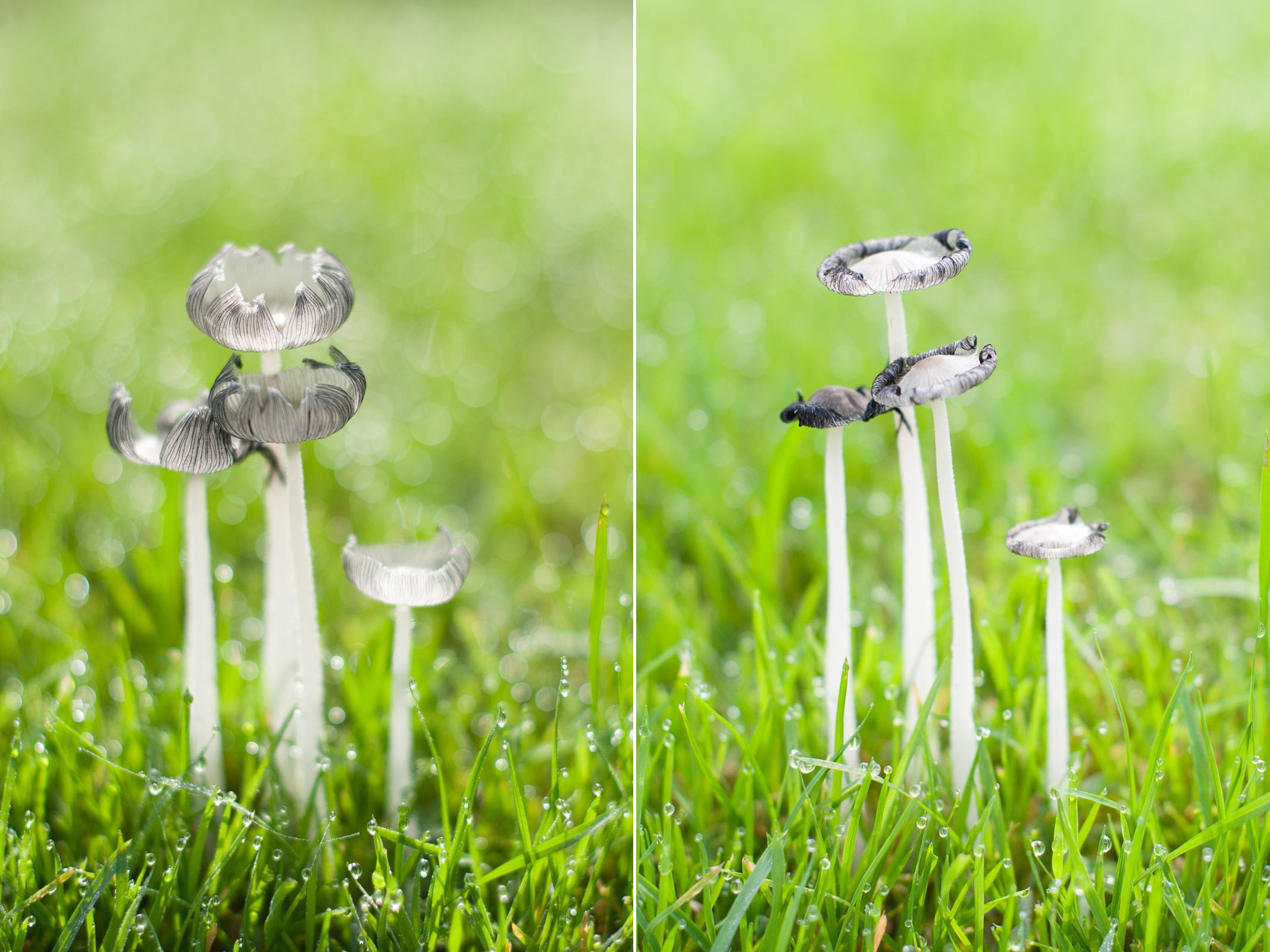 Het moment dat de paddestoel op z'n mooist is duurt soms maar heel kort. De foto links maakte ik om 11uur 's ochtends. Rechts zie je dezelfde paddestoelen slechts twee uur later. De mooie rand van de paddestoelen waren al helemaal omgekruld.