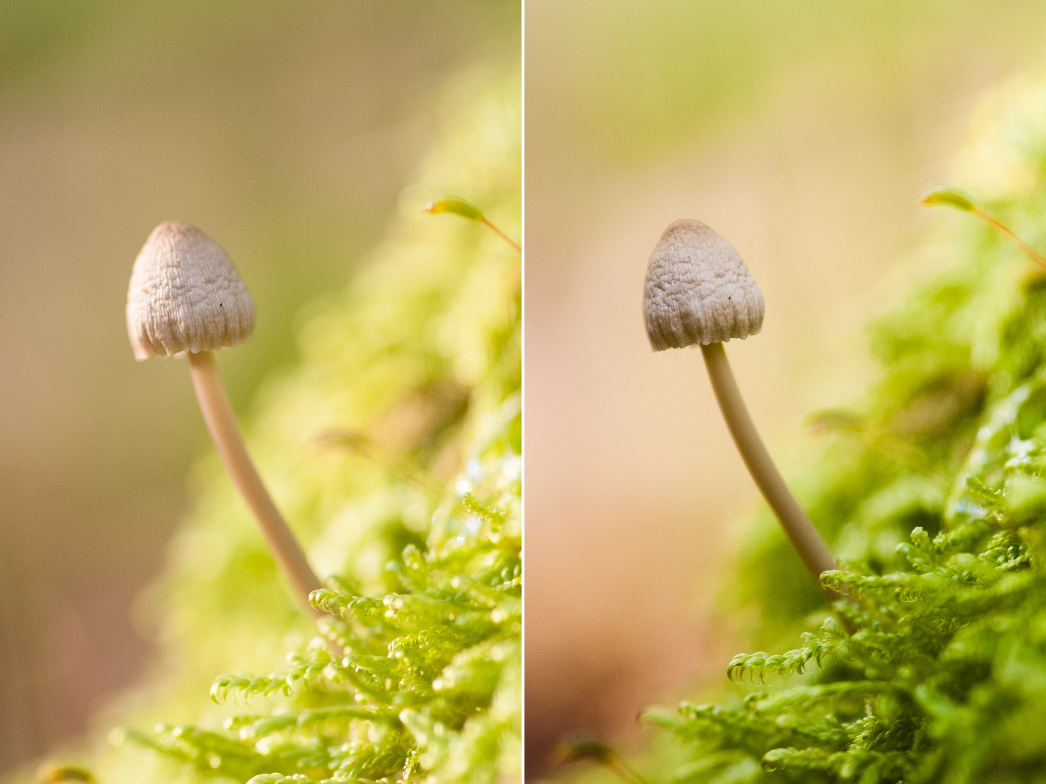 Kijk ook goed naar het licht op de paddestoel zelf. Een verandering van licht zorgt voor een andere balans in de foto.