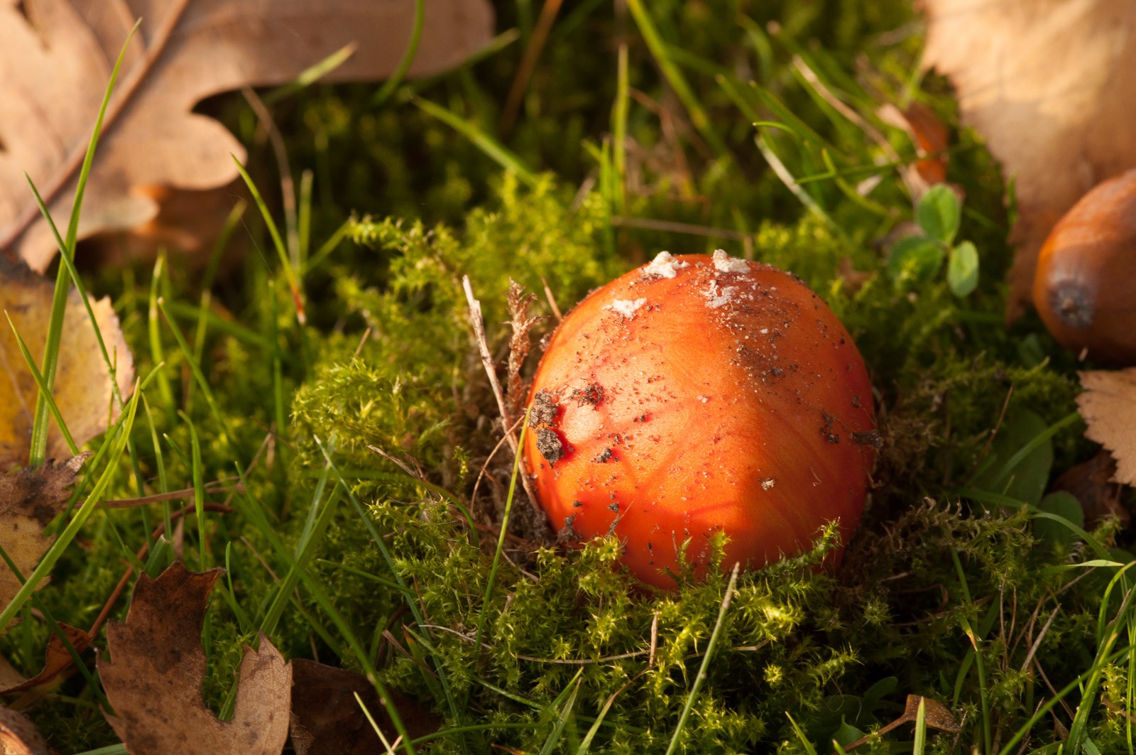 Na een natte periode schieten de paddestoelen de grond uit