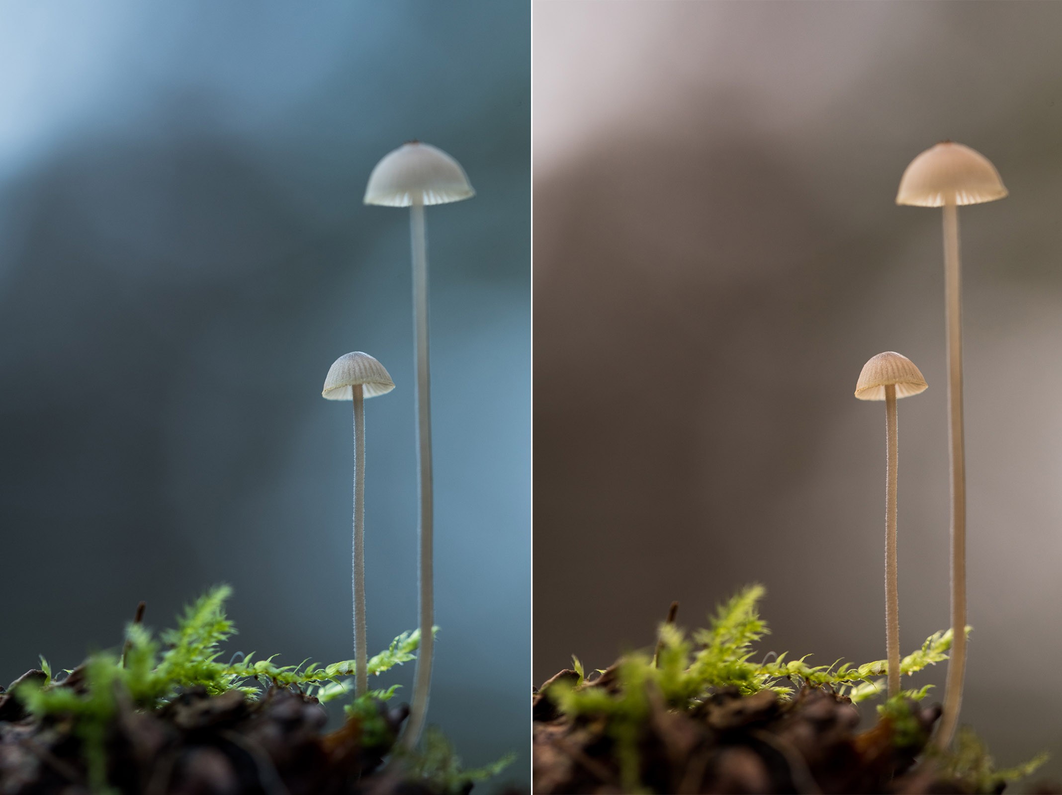 Een koele witbalans is niet per definitie fout. Soms geeft het juist een fijne sfeer in de foto, zoals links het geval is.