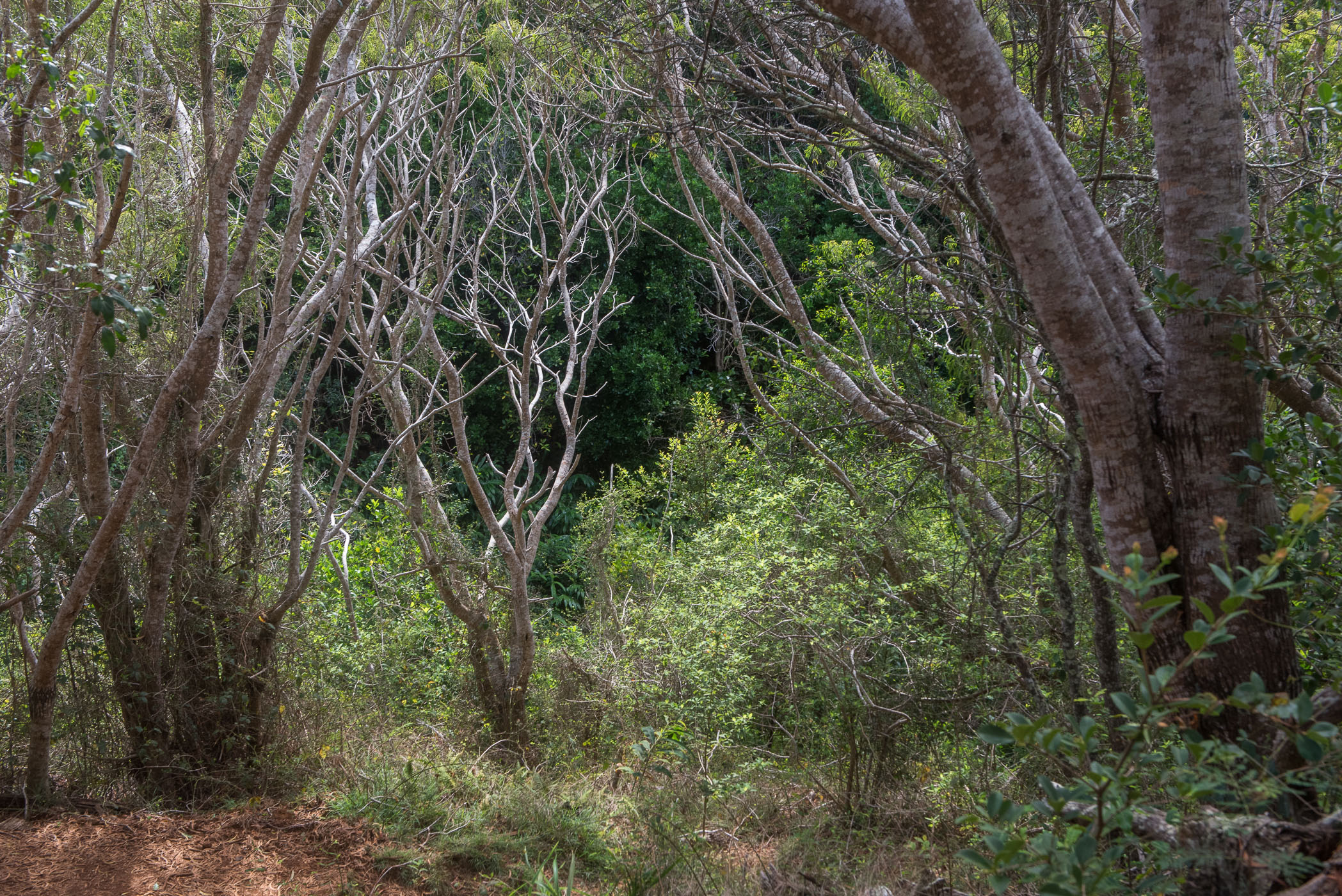 Polarisatiefilter bij natuurfotografie
