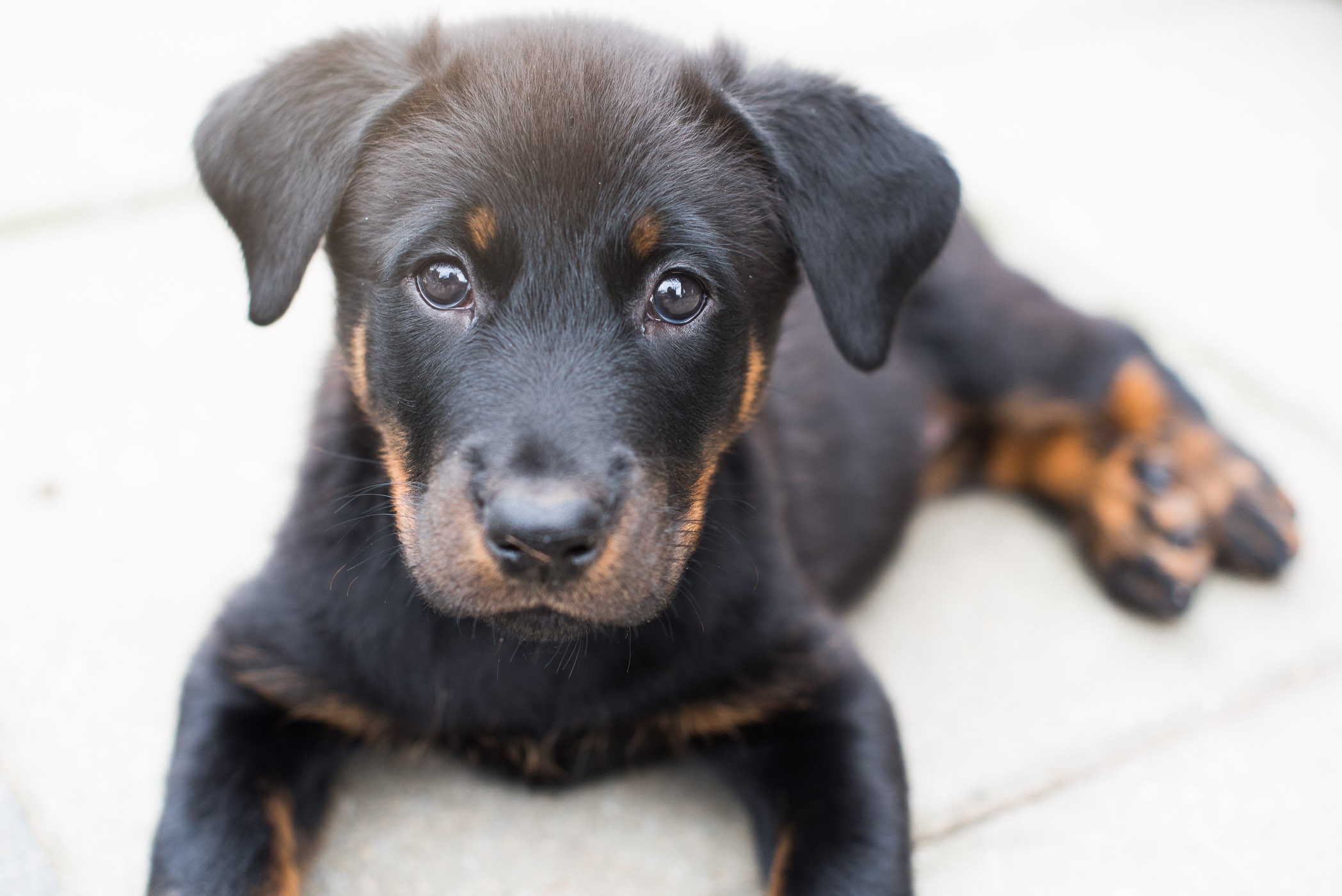 Beauceron puppy van 7 weken oud. Wat een schatje he?!