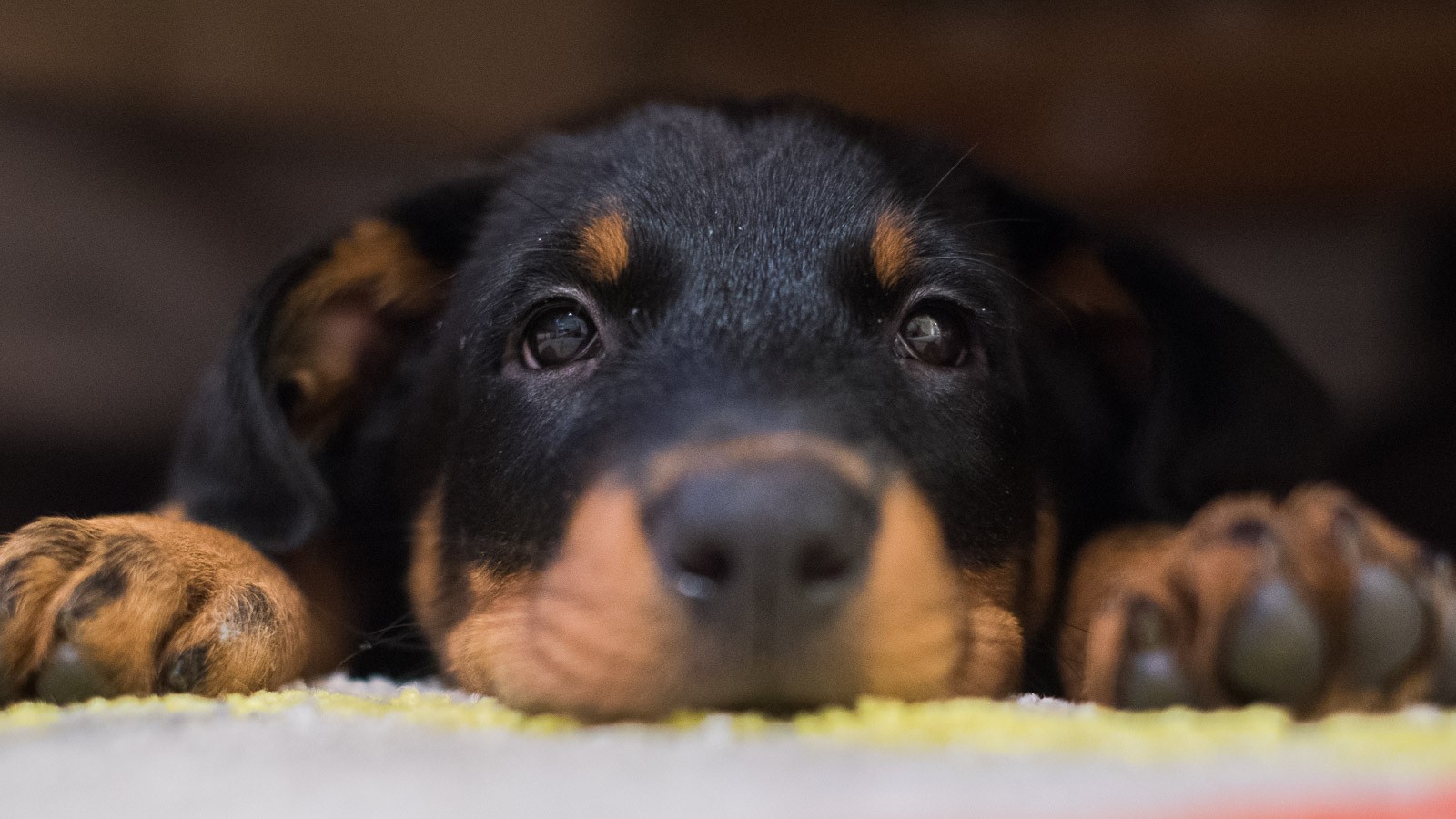 JJ: 8 weken oud. Ze kruipt nog graag onder de bank