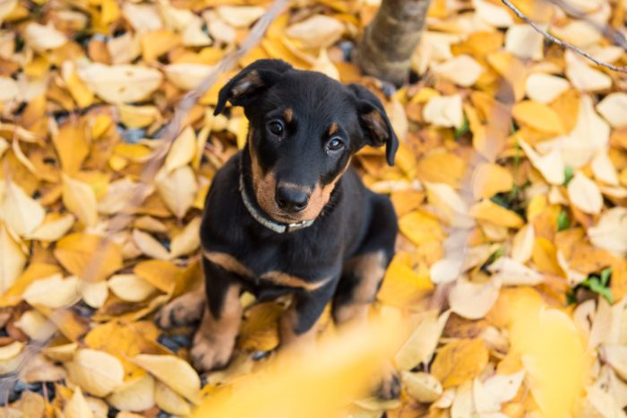 Zwarte hond tussen de gele herfstblaadjes