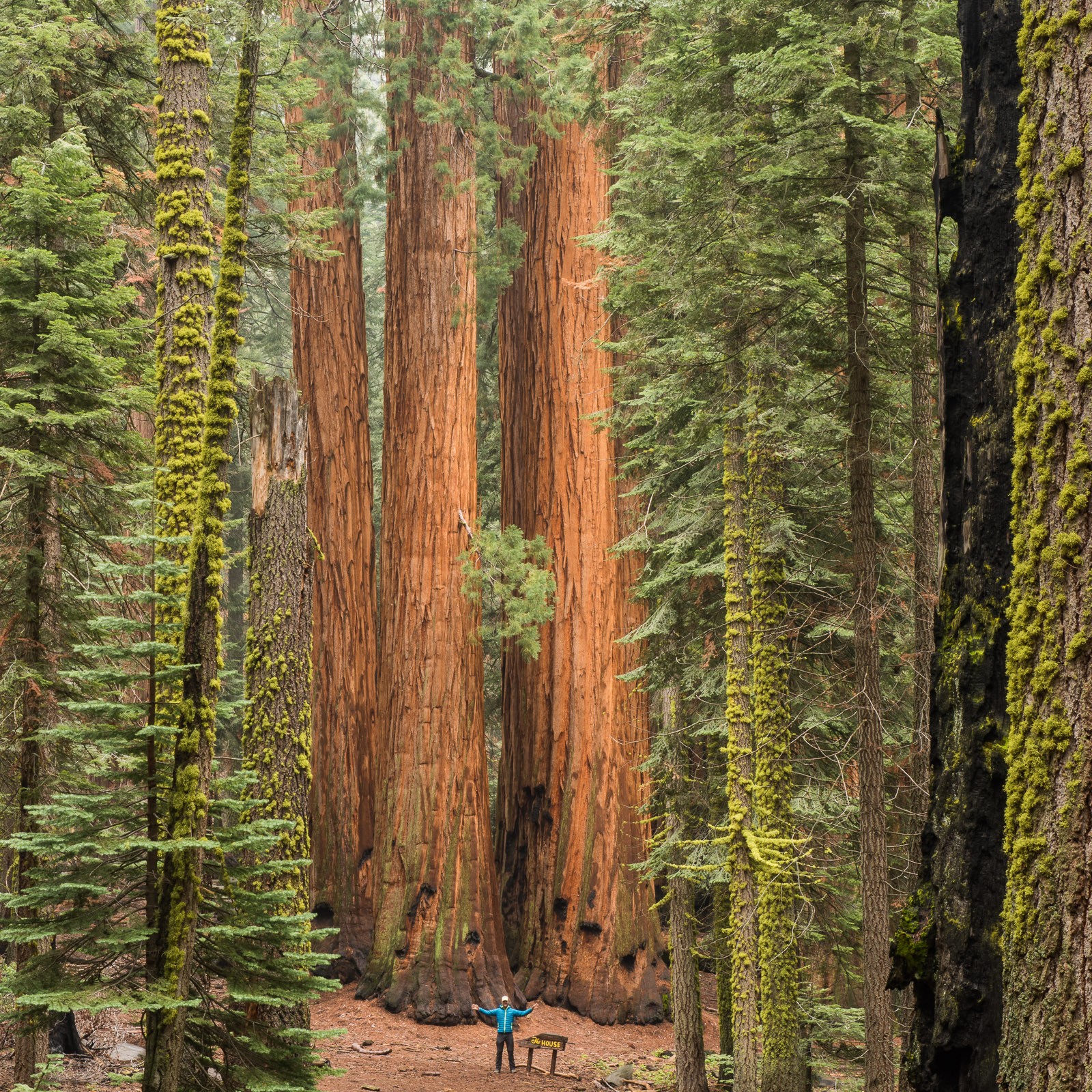 Grote bomen in Sequoia