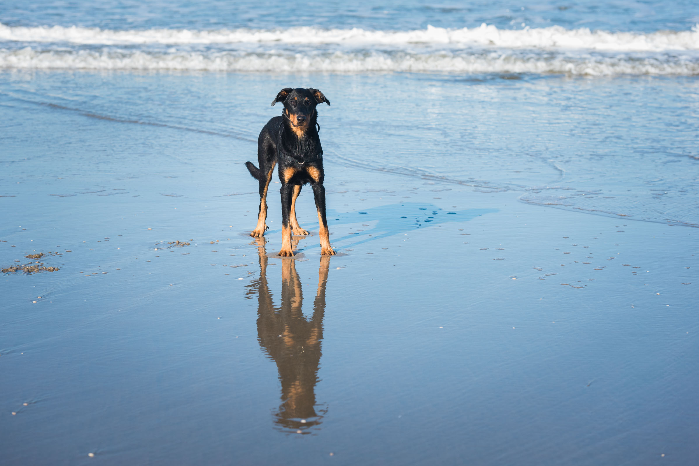 Een subtiele reflectie van onze hond JJ