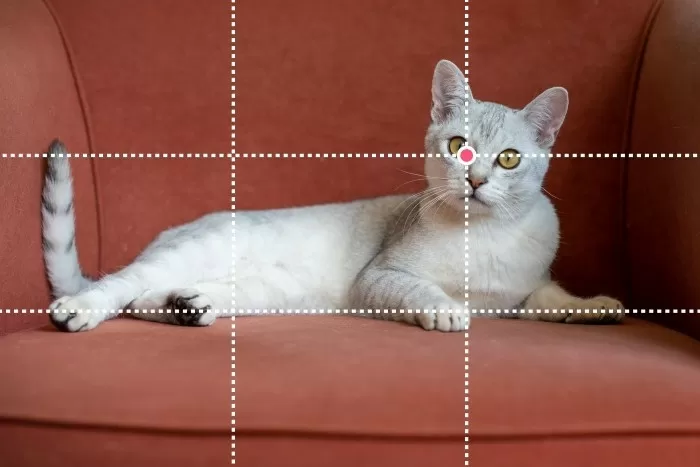 Het oog van de kat valt onder een snijpunt van de lijnen. De onderkant van zijn lijf ligt langs de onderste horizontale lijn