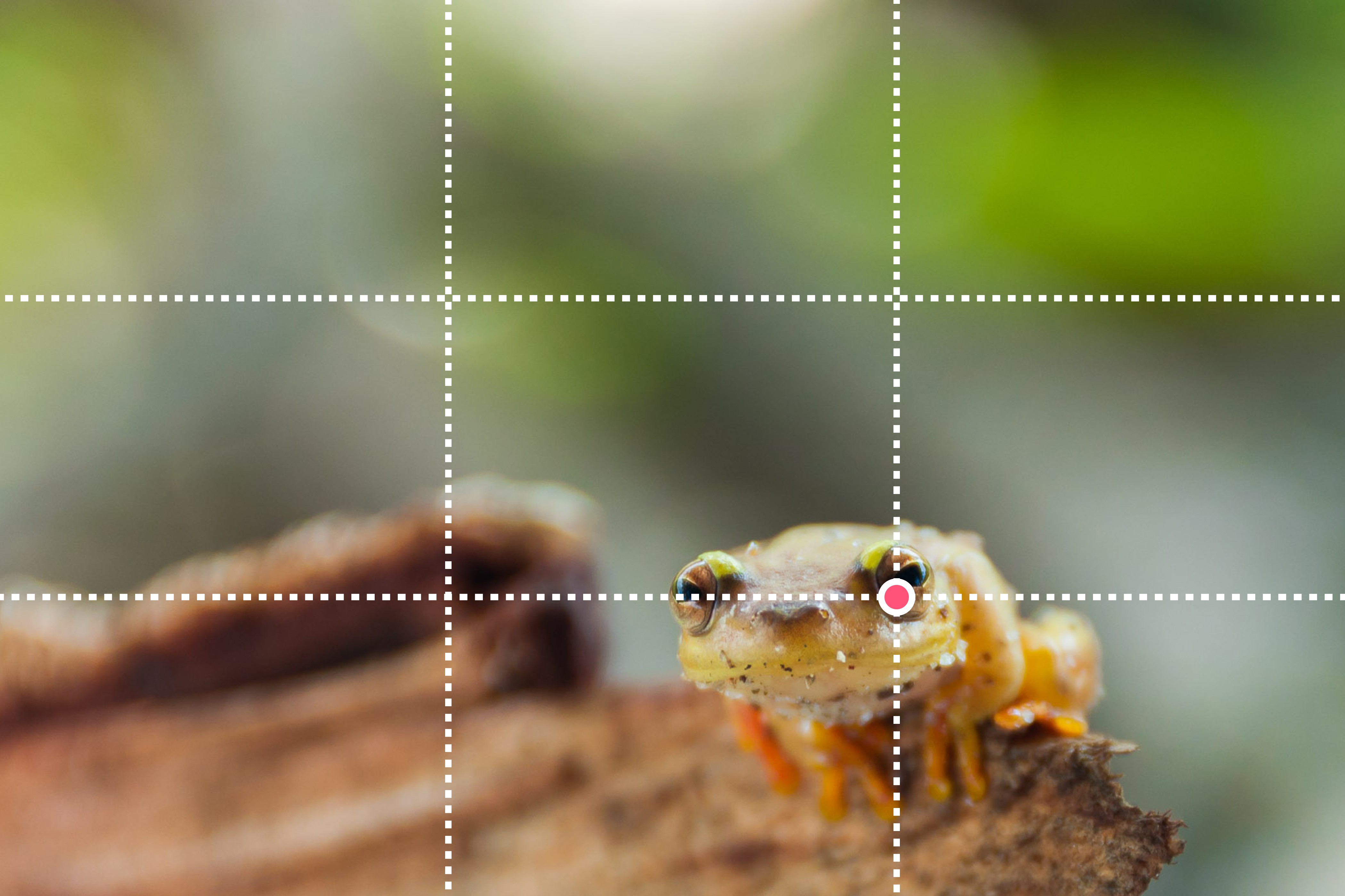 Oog van de kikker onder snijpunt volgens regel van derden